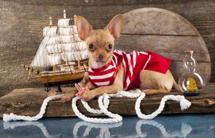 Cute Chihuahua Wallpapers screenshot 3