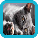 Cute Kittens Wallpapers APK