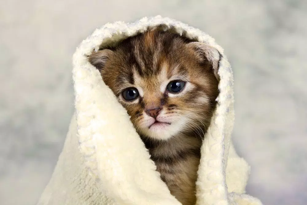 Cute Kittens Wallpaper APK for Android Download