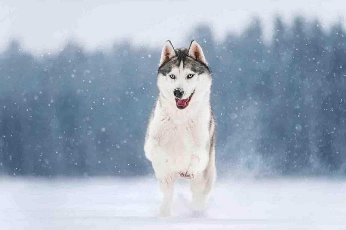 Cute  Husky  Wallpaper  for Android APK Download