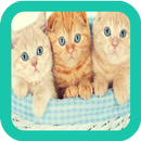 Cute Little Kitten Wallpapers APK