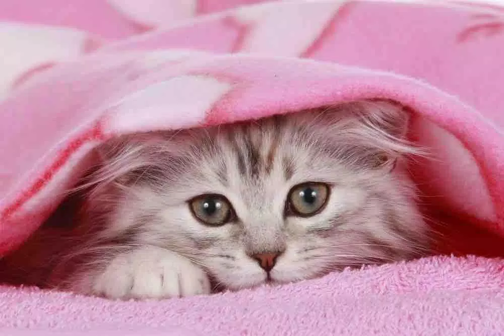 Cute Little Kitten Wallpapers APK pour Android Télécharger Cute Little Kitten Wallpapers APK pour Android Télécharger