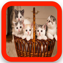 Cute Little Kitten Wallpaper APK