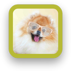 Cute Puppy Backgrounds icon