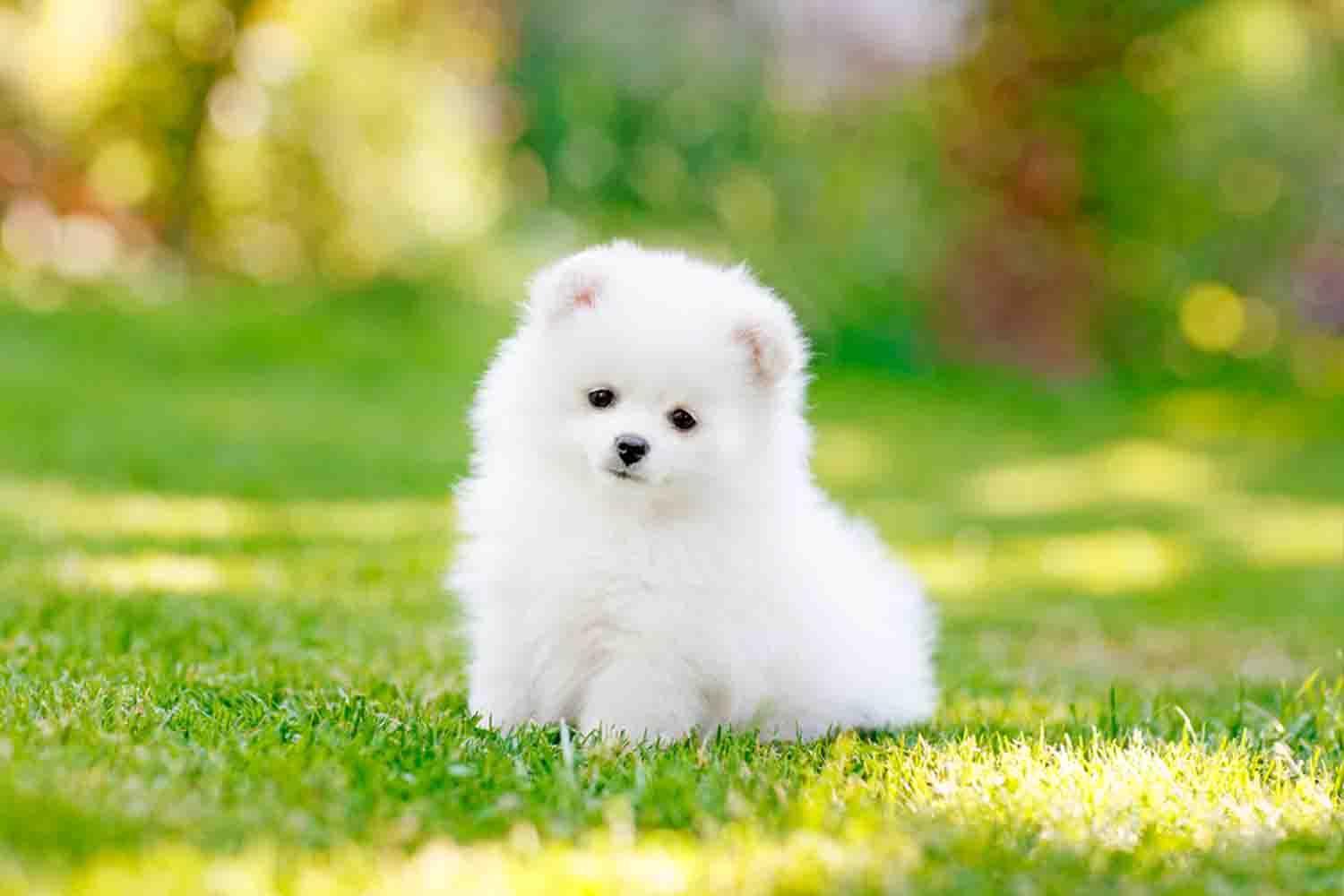 Cute Puppy Backgrounds for Android - APK Download