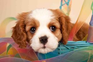 Cute Puppy Dog Wallpapers Affiche