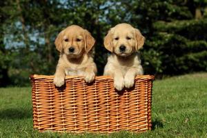 Cute Puppy Dog Wallpapers скриншот 2