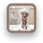 Dog Wallpapers For Free icon