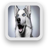 Dog Wallpapers Free icon