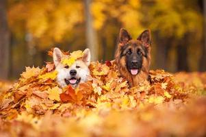 Dog Wallpapers Free 포스터