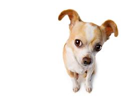 Dog Wallpapers Free 스크린샷 3