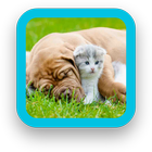 Dog and Cat Wallpaper आइकन