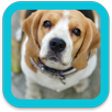 Dog Background APK