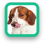 Doggy Wallpaper icon