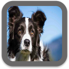 Dog Images HD icon