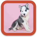 Dogs Pictures Wallpaper APK