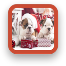 English Bulldog Wallpapers APK