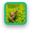 Frog Wallpaper APK