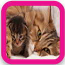 Free Cute Kitten Wallpapers APK