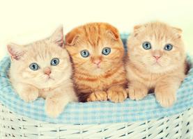 Free Cute Kitten Wallpaper Screenshot 3