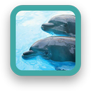 Free Dolphins Wallpaper APK