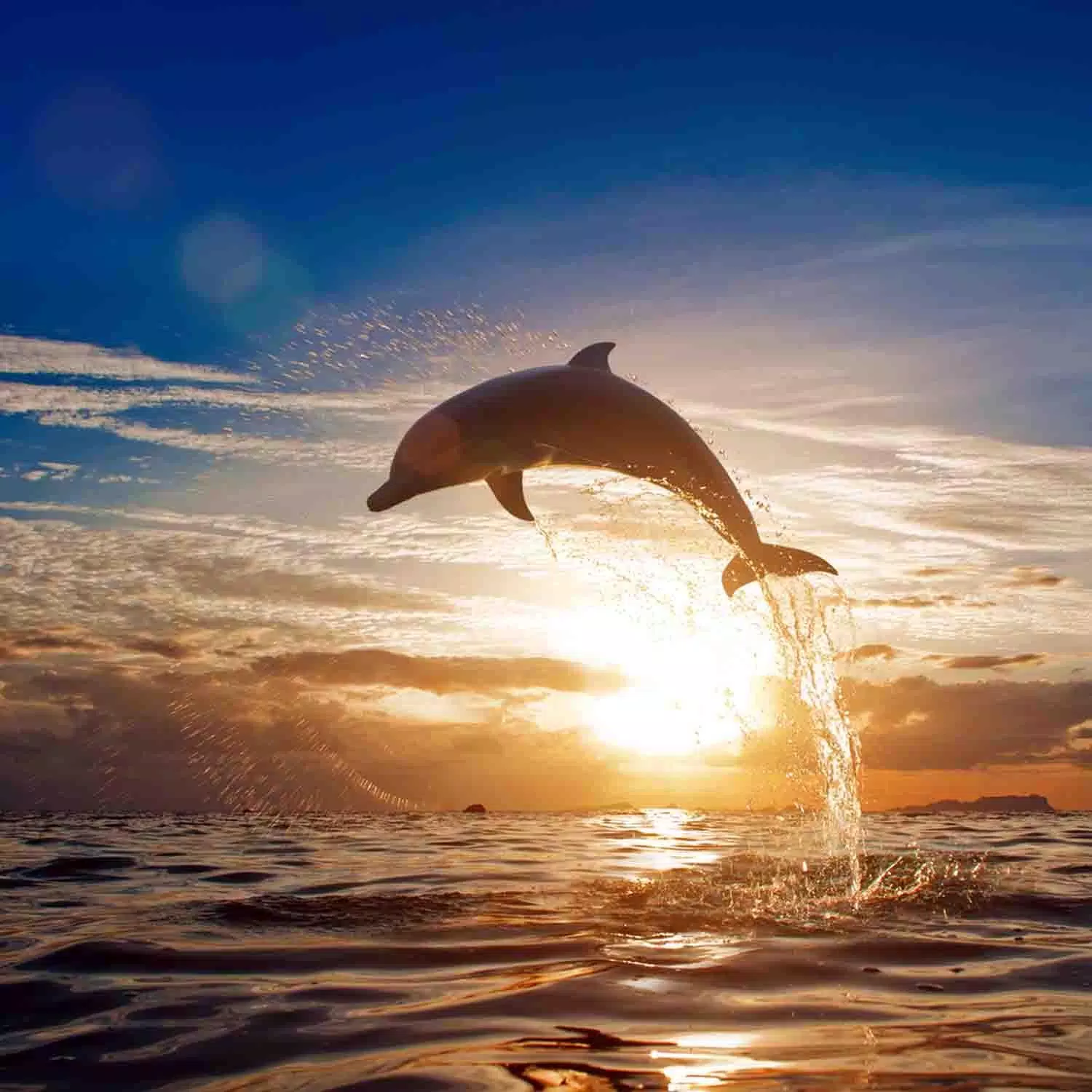 Tải xuống APK Free Dolphins Wallpaper cho Android Tải xuống APK Free Dolphins Wallpaper cho Android
