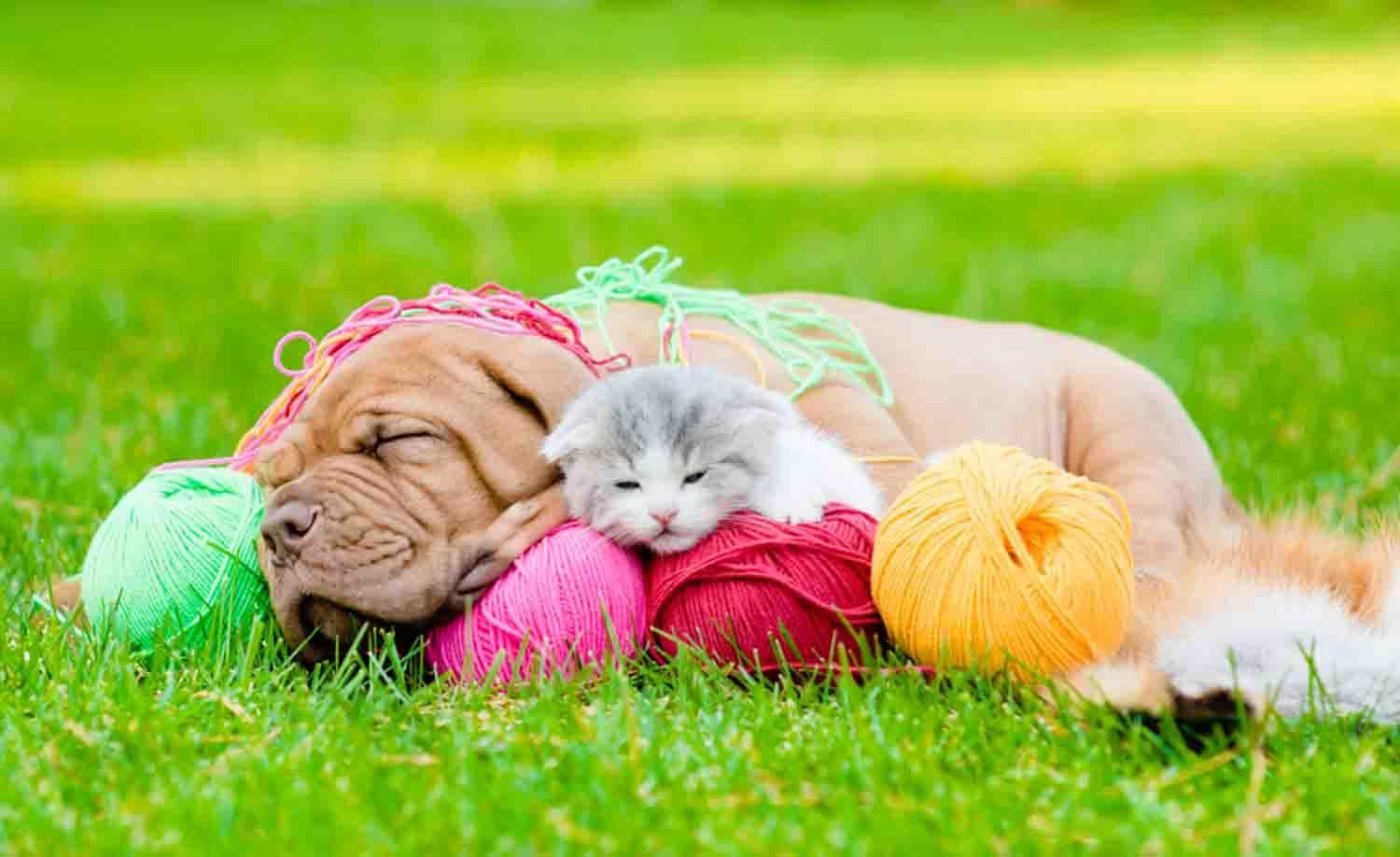 Free Funny Dog Wallpaper APK for Android Download Free Funny Dog Wallpaper APK for Android Download