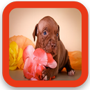 Free Pitbull Puppy Wallpaper APK