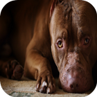 Icona Free Pitbull Wallpaper