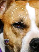 Free Pitbull Wallpaper screenshot 3