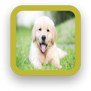 Golden Retriever Puppy APK