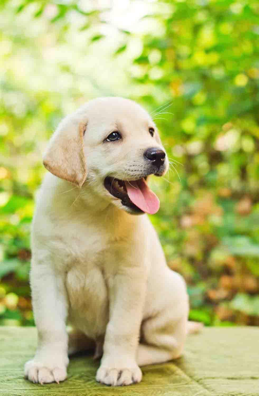 Golden Retriever Puppy for Android - APK Download