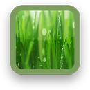 Green Grass Wallpaper-APK