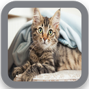 HD Kitten Wallpaper APK