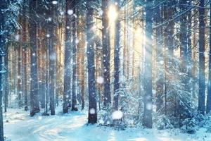 HD Winter Wallpaper 포스터