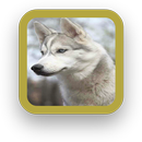 APK Husky Puppy Wallpaper