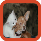 Kitten and Puppy Wallpaper simgesi