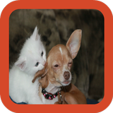 Kitten and Puppy Wallpaper icon