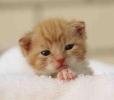 Kitten and Puppy Wallpaper स्क्रीनशॉट 2