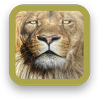 Lion Wallpapers HD icono