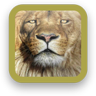 Lion Wallpapers HD icône