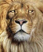 Lion Wallpapers HD 스크린샷 1