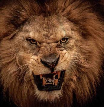 lion wallpapers hd apk download free personalization app for