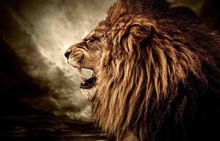 Lion Wallpapers HD captura de pantalla 3