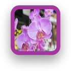 Orchids Wallpaper icono