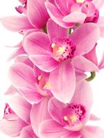 Orchids Wallpaper Affiche