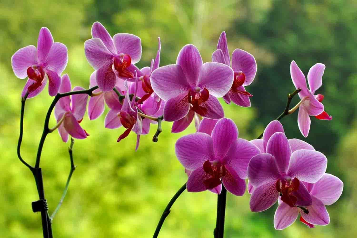 Flowers orchids. Орхидеи Orchid. Фаленопсис Алтея. Орхидея фаленопсис Сан Диего. Андорра Орхидея фаленопсис.