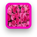 Pink Rose Wallpaper APK