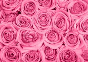 Pink Rose Wallpaper Screenshot 3