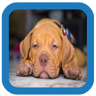 Pitbull Puppies Wallpaper Free أيقونة